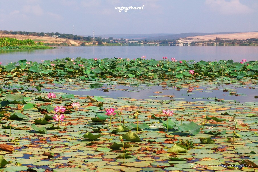 เที่ยวเวียดนาม vnjoytravel vietham บิ่นห์ถ่วน หมูยแน้ มุยเน่ Binh Thuan Mui Ne Muine ทะเลสาบเบ่าจั๋ง bau trang lake