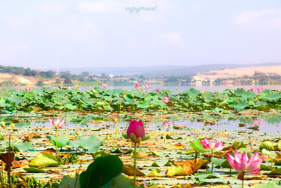 เที่ยวเวียดนาม vnjoytravel vietham บิ่นห์ถ่วน หมูยแน้ มุยเน่ Binh Thuan Mui Ne Muine ทะเลสาบเบ่าจั๋ง bau trang lake