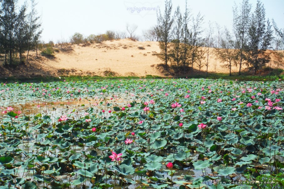 เที่ยวเวียดนาม vnjoytravel vietham บิ่นห์ถ่วน หมูยแน้ มุยเน่ Binh Thuan Mui Ne Muine ทะเลสาบเบ่าจั๋ง bau trang lake