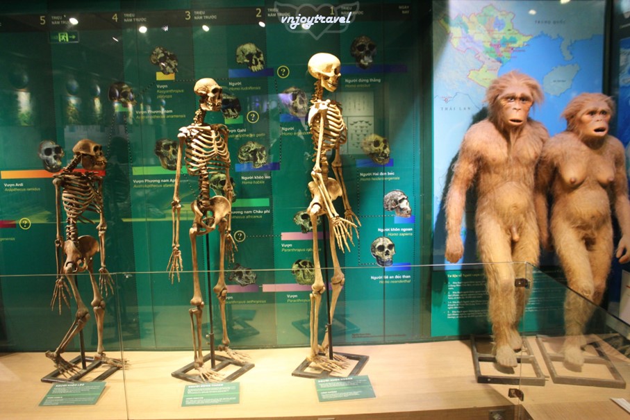 เที่ยวเวียดนาม vnjoytravel vietham ฮานอย Hanoi พิพิธภัณฑ์ธรรมชาติวิทยา National Museum of Nature