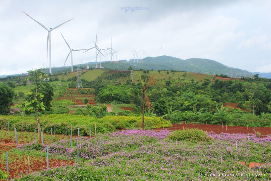 เที่ยวเวียดนาม vnjoytravel vietnam กว๋างจิ Quang Tri แคซานห์ เคซาน khe sanh คาเฟ่ สวนดอกไม้เจินเจ่ย vuon hoa chan troi cafe