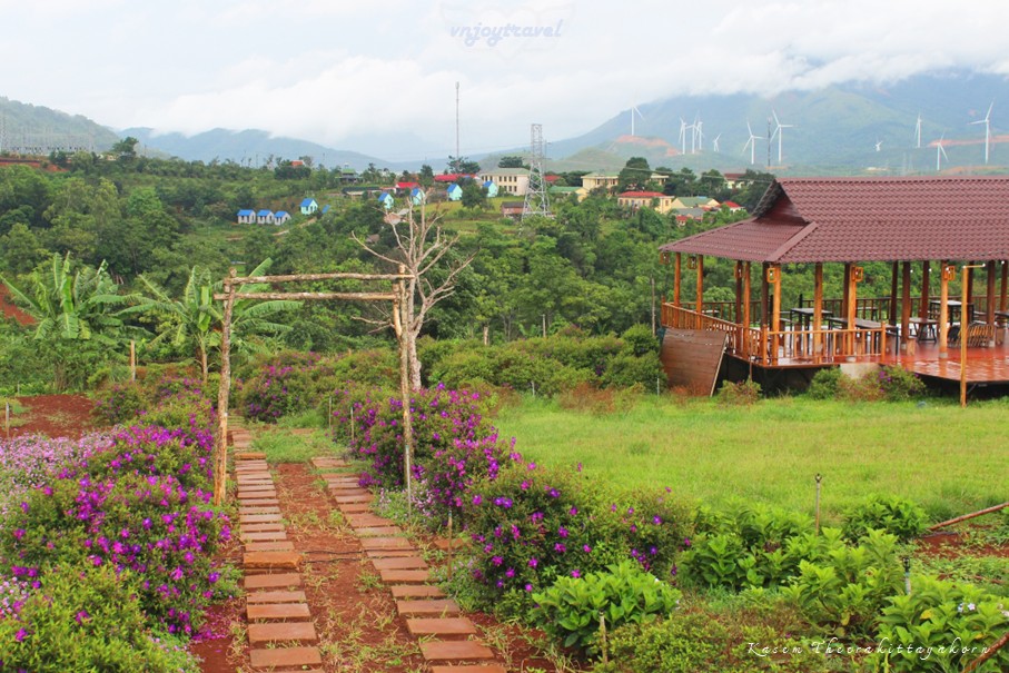 เที่ยวเวียดนาม vnjoytravel vietnam กว๋างจิ Quang Tri แคซานห์ เคซาน khe sanh คาเฟ่ สวนดอกไม้เจินเจ่ย vuon hoa chan troi cafe