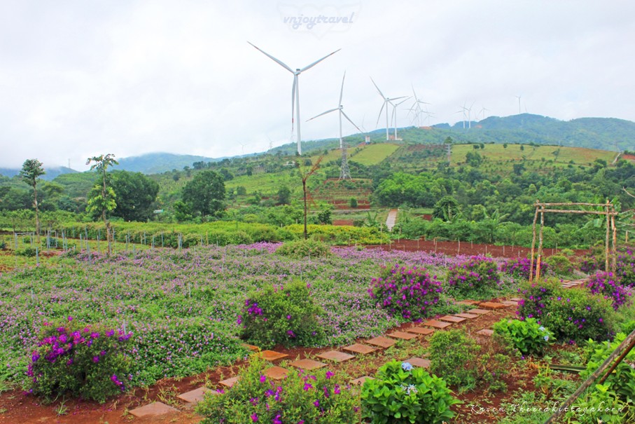 เที่ยวเวียดนาม vnjoytravel vietnam กว๋างจิ Quang Tri แคซานห์ เคซาน khe sanh คาเฟ่ สวนดอกไม้เจินเจ่ย vuon hoa chan troi cafe