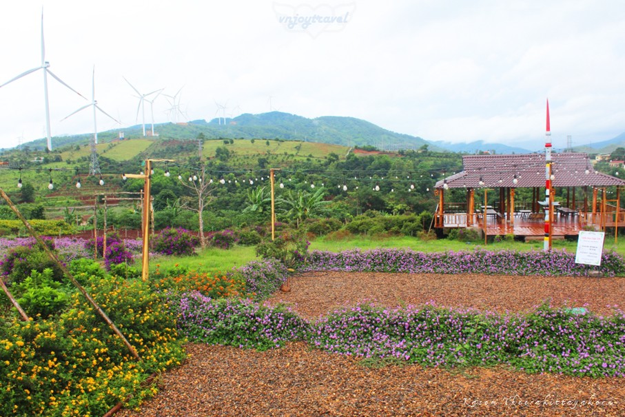 เที่ยวเวียดนาม vnjoytravel vietnam กว๋างจิ Quang Tri แคซานห์ เคซาน khe sanh คาเฟ่ สวนดอกไม้เจินเจ่ย vuon hoa chan troi cafe