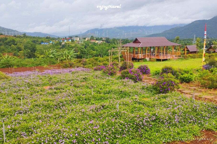 เที่ยวเวียดนาม vnjoytravel vietnam กว๋างจิ Quang Tri แคซานห์ เคซาน khe sanh คาเฟ่ สวนดอกไม้เจินเจ่ย vuon hoa chan troi cafe